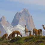 Recensione viaggio in Patagonia Agnese e Milo